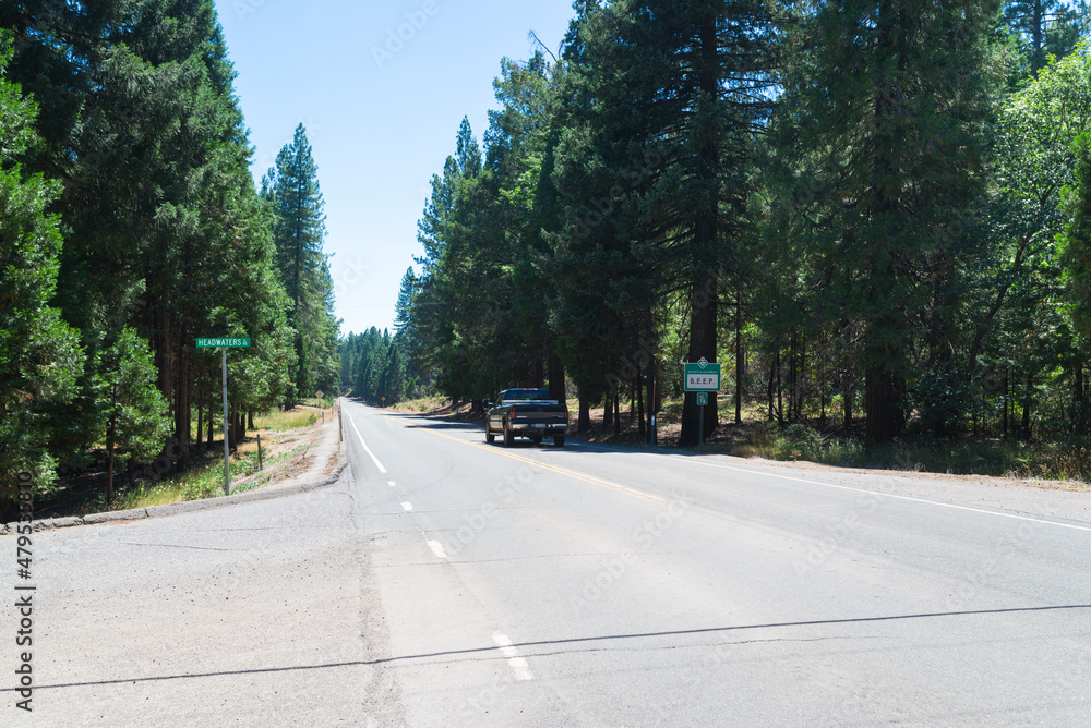 Fototapeta premium road in the forest