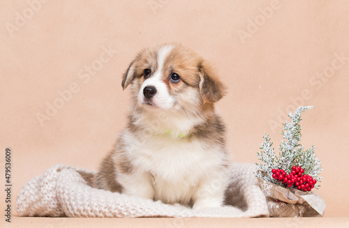 welsh corgi puppy sitting and looking