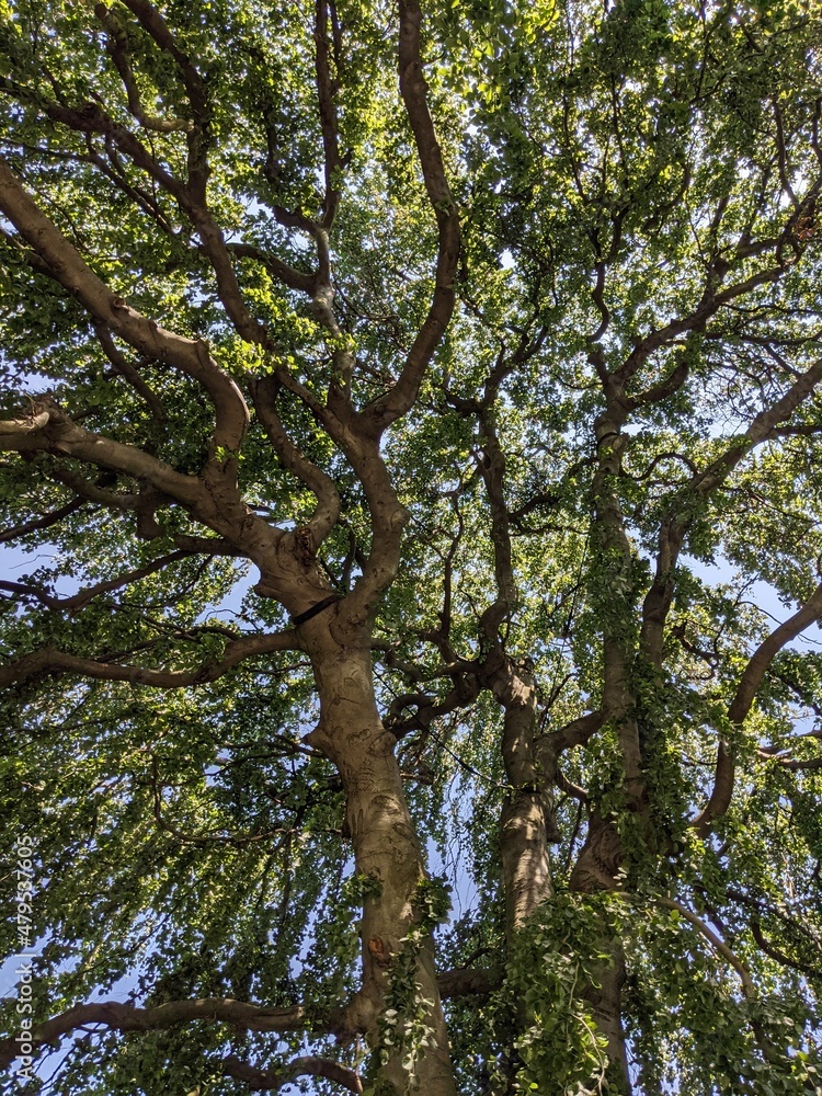Fototapeta premium trees and sky