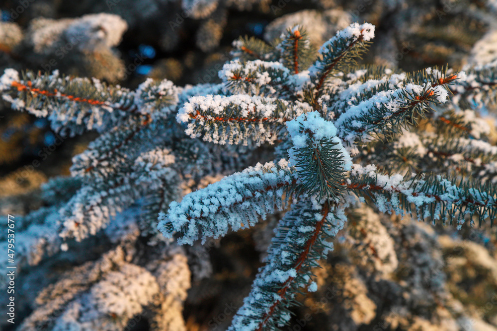 Evergreen needles covered with snow on a fir tree branch.Turkey
