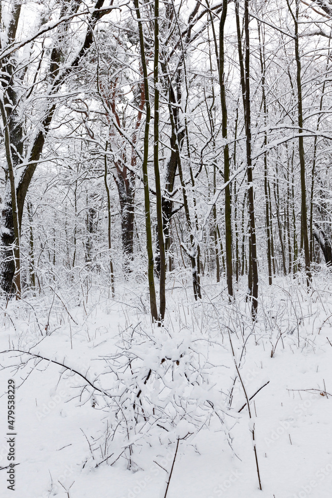 a park with different trees in the winter season