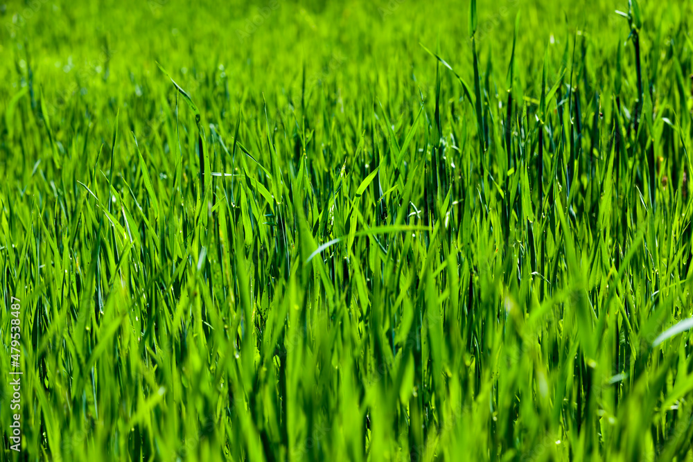 agricultural industrial field on which the grain harvest grows agricultural industrial field on which the grain harvest grows