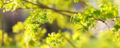 New maple buds in springtime with young leaves and flowers on green spring background