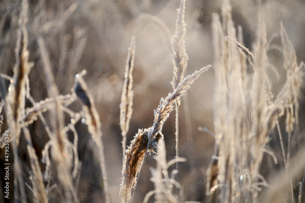 Fototapeta premium Dried flowers in a meadow in white hoarfrost. Magic photo of white hoarfrost on plants. soft selective focus. 