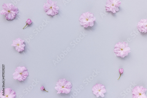 Fresh cherry blossom sakura flowers on pastel pink background. Spring concept. Minimalist flat lay  top view  copy space