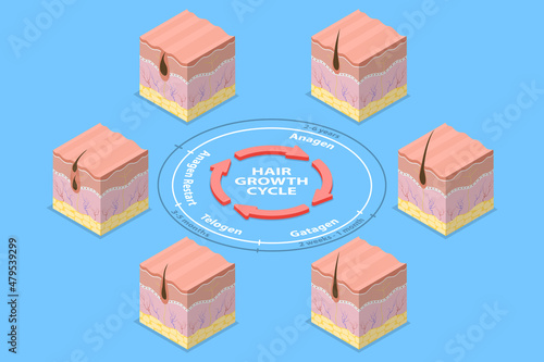 3D Isometric Flat Vector Conceptual Illustration of Hair Growth Cycle, Anatomy Diagram of Human Hair