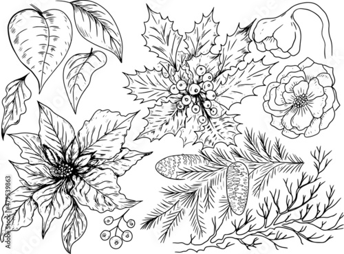 Poinzetia flowers leaves branches christmas holidays new year. Graphic illustration hand drawn vector doodle sketch line black and white garland
