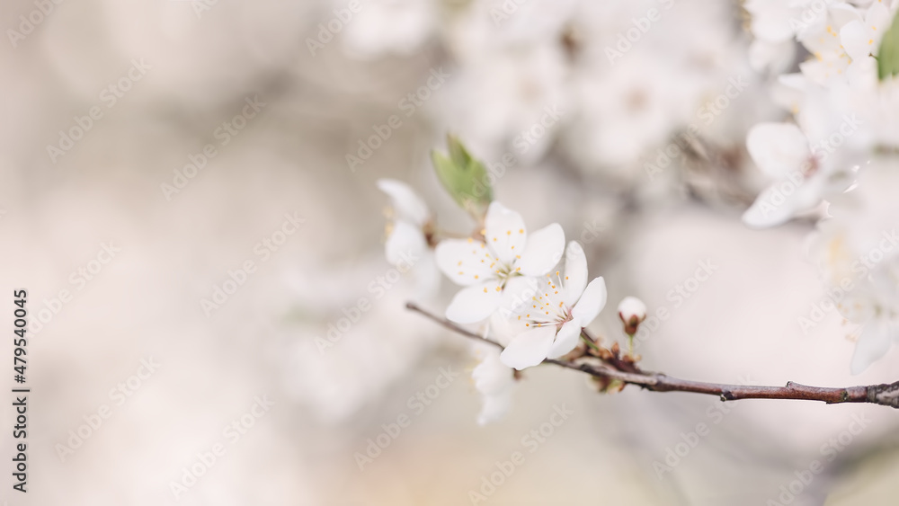 blurred cherry tree beautiful background in bloom blurred cherry tree beautiful background in bloom