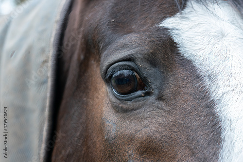 Close-up of the eye of a dark brown horse with a wide white stripe down the middle of the face © Nishi Sharma