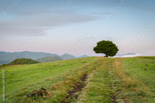 Beautiful morning on the hill (Volca Aiguanegra, Garrotxa Natural Park, Catalonia, Spain) photo