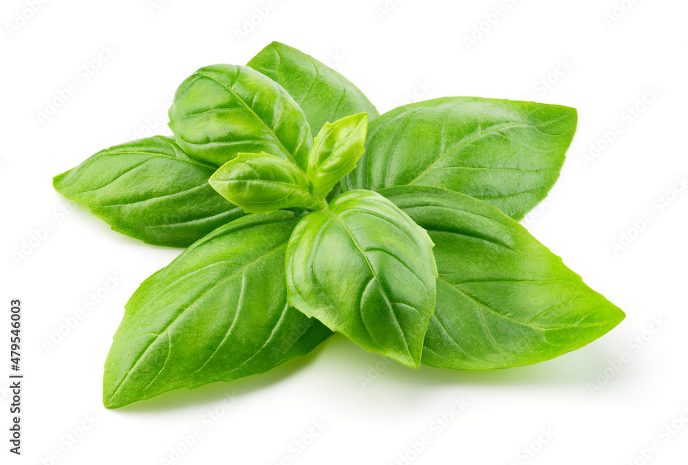 Basil isolated. Basil leaf on white. Basil leaves side view. White background. Full depth of field. Basil isolated. Basil leaf on white. Basil leaves side view. White background. Full depth of field.