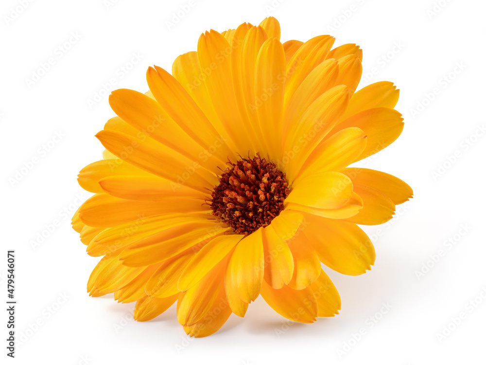 Calendula. Calendula officinalis flower isolated. Orange marigold on white background. Calendula. Calendula officinalis flower isolated. Orange marigold on white background.