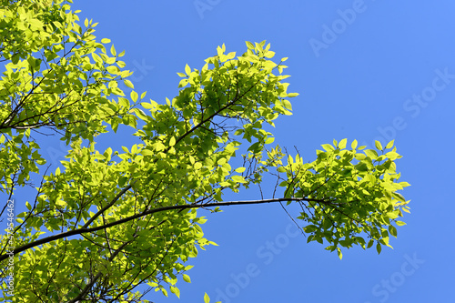 leaves on blue sky background