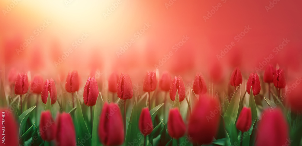 Fototapeta premium piękny czerwone tulipany na słonecznym tle wiosny. piękna naturalna scena wiosenna