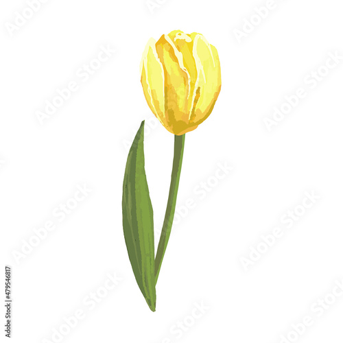 watercolor yellow tulip vector hand drawing hand drawing #479546817