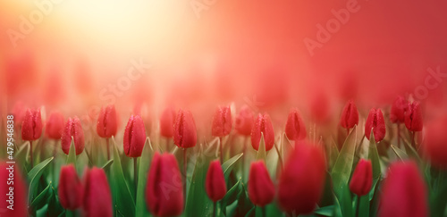 piękny czerwone tulipany na słonecznym tle wiosny. piękna naturalna scena wiosenna © meegi