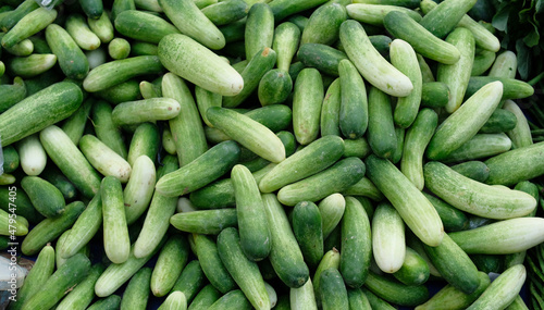 Fototapeta Naklejka Na Ścianę i Meble -  Fresh cucumbers - Cucumbers in bulk in the basket. Cucumbers from the garden
