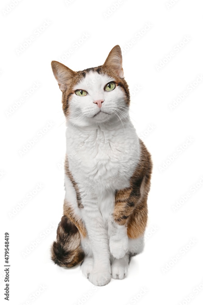 Cute tabby cat sitting and looking funny to the camera - Isolated on white background.