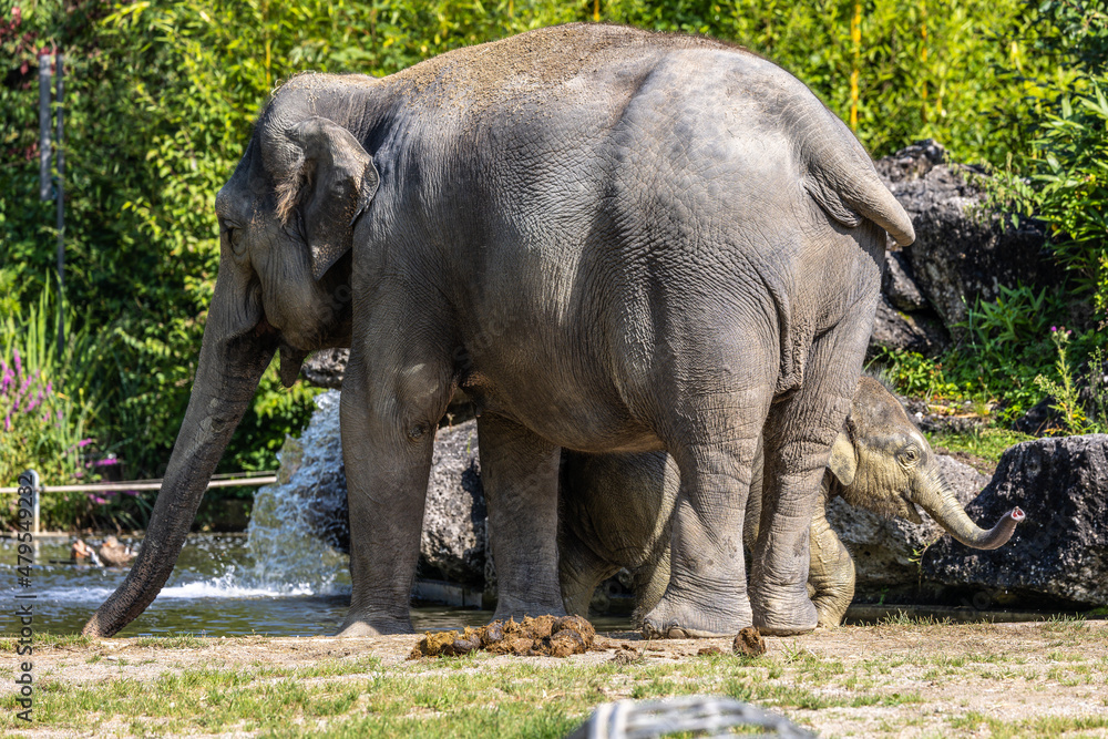 Fototapeta premium The Asian elephant, Elephas maximus also called Asiatic elephant