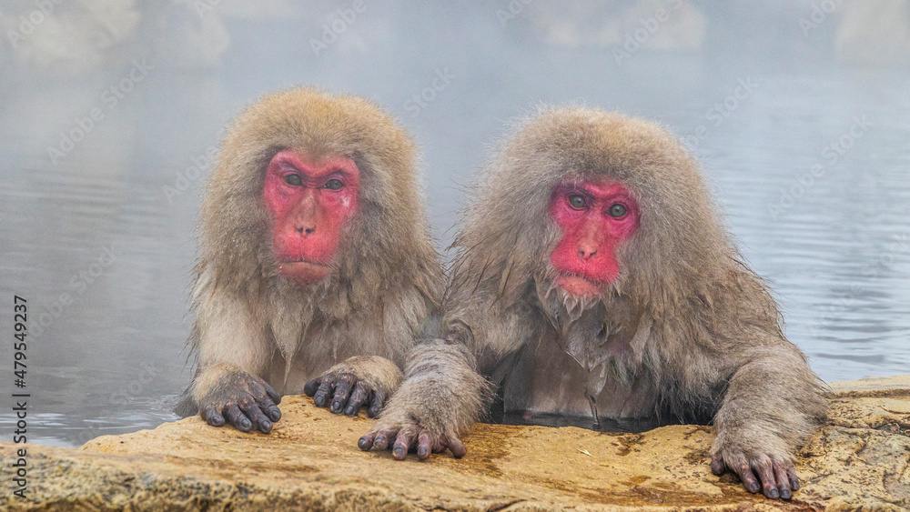 Naklejka premium 温泉に入る2匹のニホンザル