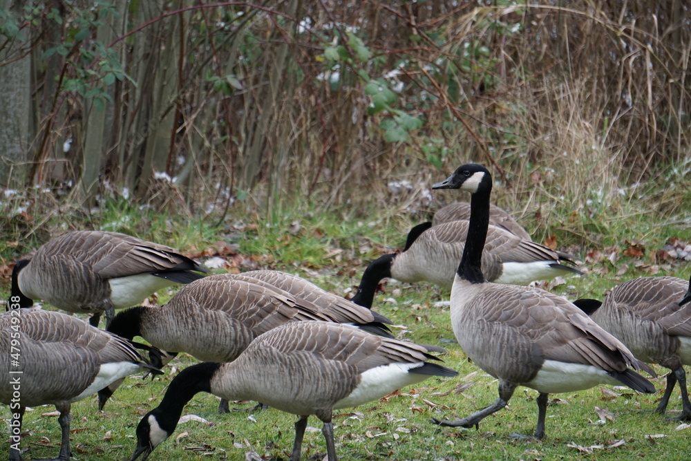 Fototapeta premium country goose family