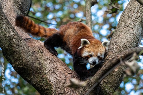 Fotografie, Obraz The red panda, Ailurus fulgens, also called the lesser panda.