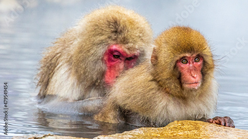 子猿の毛繕いをする母猿　地獄谷野猿公苑 © Yuuki Kobayashi