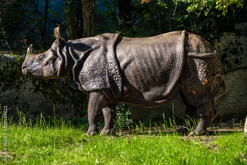 Fototapeta premium The Indian Rhinoceros, Rhinoceros unicornis aka Greater One-horned Rhinoceros