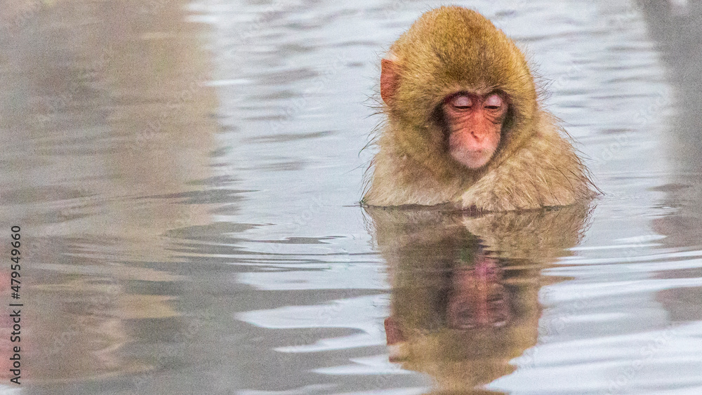 Obraz premium 温泉に入る子猿 地獄谷野猿公苑