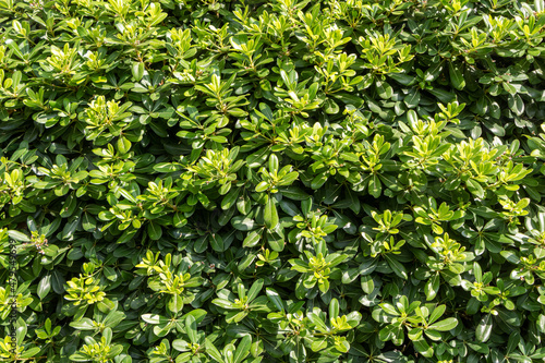 Bright green Japanese cheesewood bushes are in a park in summer