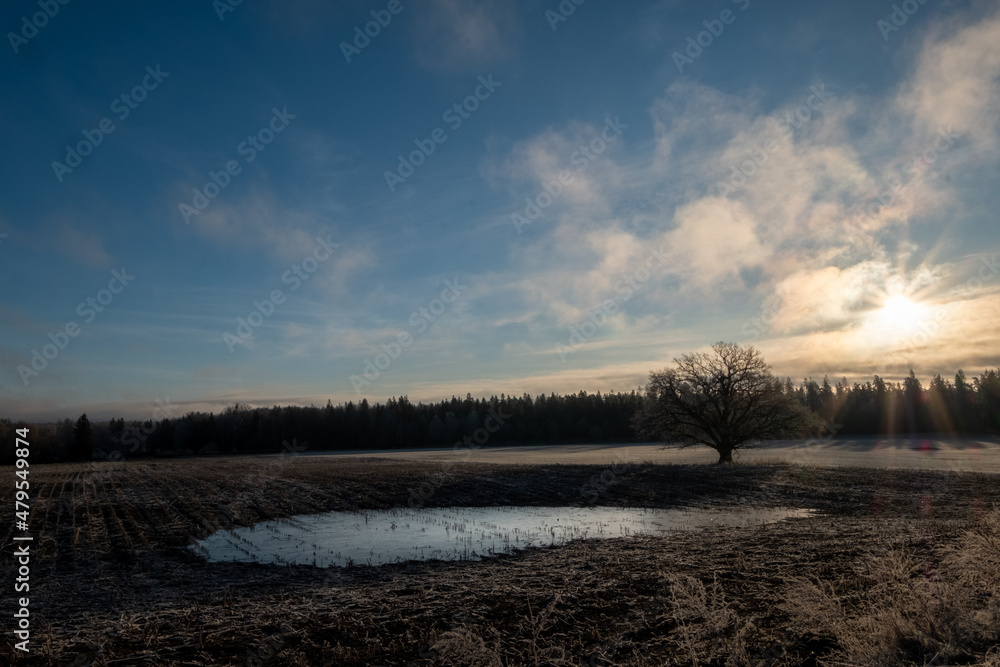 frozen pond on a farming agricultural land with oak tree with no leaves on a sunny cold autumn morning