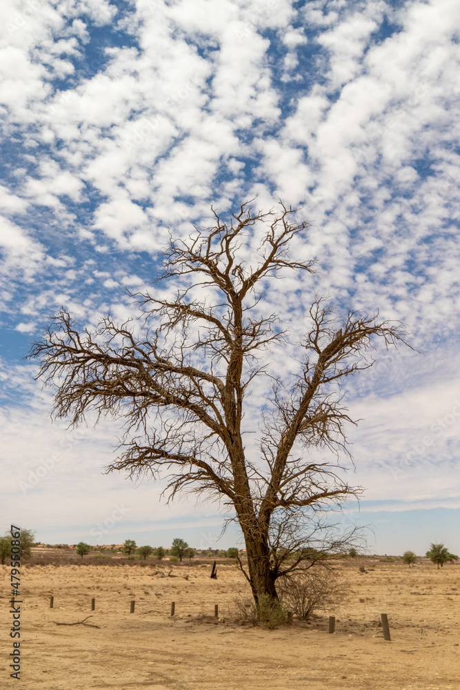Tree and clouds in Kgalagadi