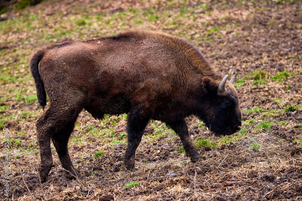 Bison from a reservation in Romania (Endangered animals) Carpathian bison. Bison from a reservation in Romania (Endangered animals) Carpathian bison.
