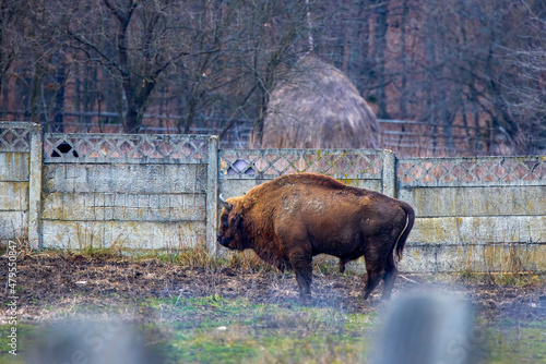 Bison from a reservation in Romania (Endangered animals) Carpathian bison. photo