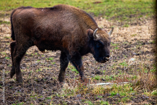 Bison from a reservation in Romania (Endangered animals) Carpathian bison. photo