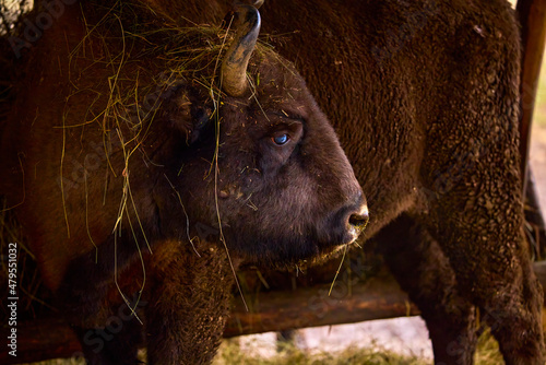 Bison from a reservation in Romania (Endangered animals) Carpathian bison. photo