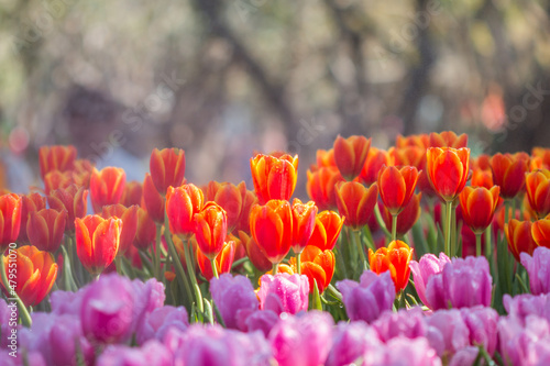 A mesmerizingly beautiful winter tulip flower.