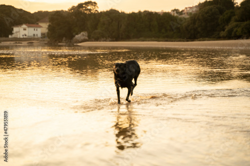 healthy dog running over the water on the beach at sunset