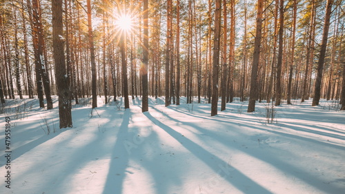 4K Beautiful Blue Shadows From Pines Trees In Motion On Winter Snowy Ground. Sun Sunshine In Forest. Sunset Sunlight Shining Through Pine Greenwoods Woods Landscape. Snow Nature
