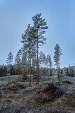 pine tree forest clearing covered in frost with blue cloudy sky