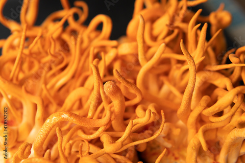 Cordyceps Treatment with Adenosine. Fresh Cordyceps Cordycepin