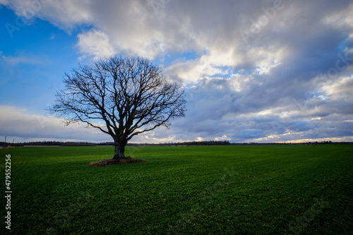 oak tree with no leaves in autumn on a green field with cloudy blue sky
