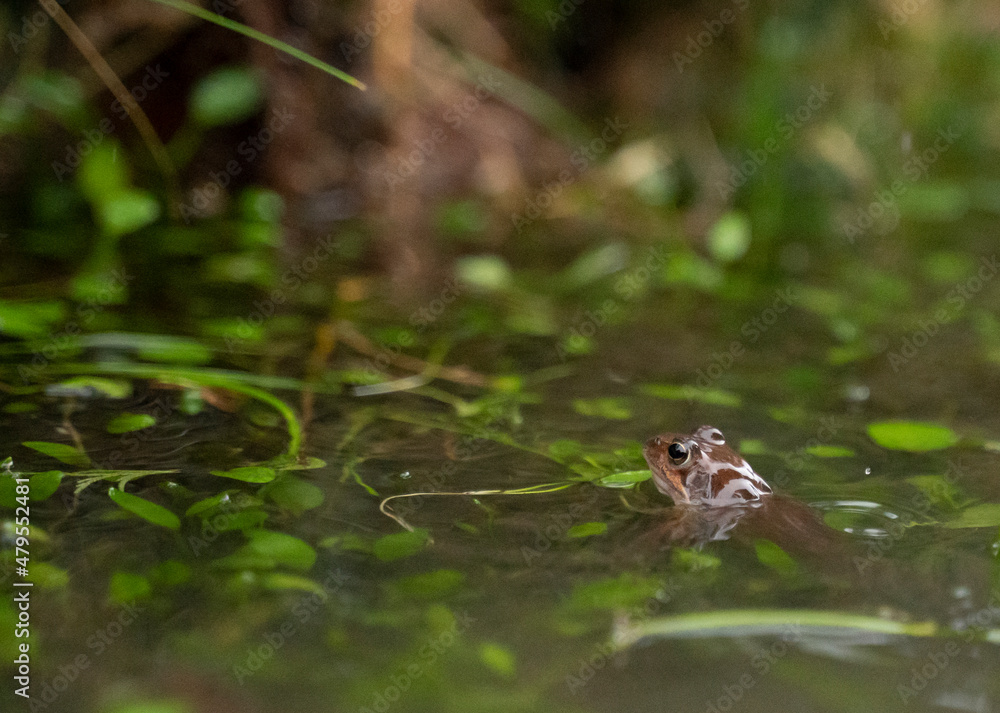 small red frog in a pond with the head out of the water