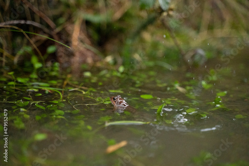 small red frog in a pond with the head out of the water