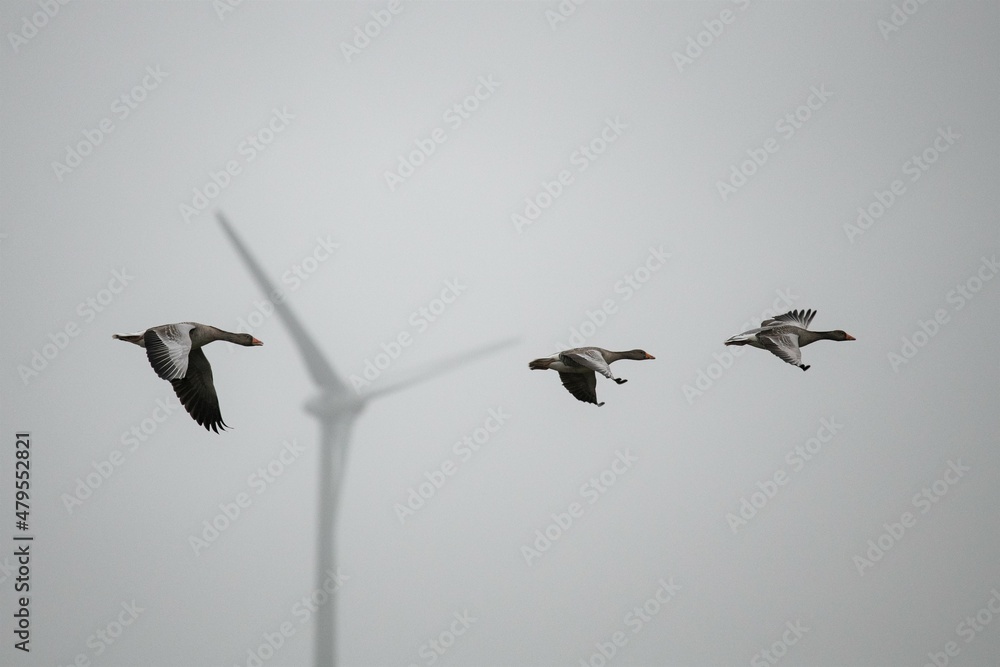 Graugänse vor einem Windrad - Windkraftanlagen sind besonders bei Nebel und bedecktem Himmel für Vögel ein Gefahrenpotential und sie konkurrieren oft mit dem Vogelschutz