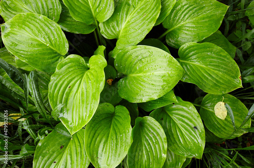 Beautiful Hosta leaves background. Hosta - an ornamental plant for landscaping park and garden design. Family name Asparagaceae, Scientific name Hosta plantaginea