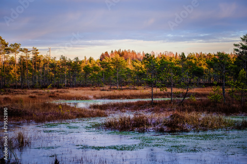 sunset in boggy forest with pine trees on cold autumn