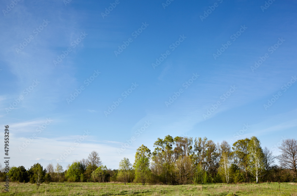 Forest against the sky and meadows. Beautiful landscape of a row of trees and blue sky background