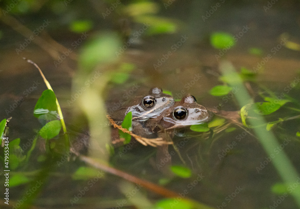two frogs mating in the water in a pond two frogs mating in the water in a pond