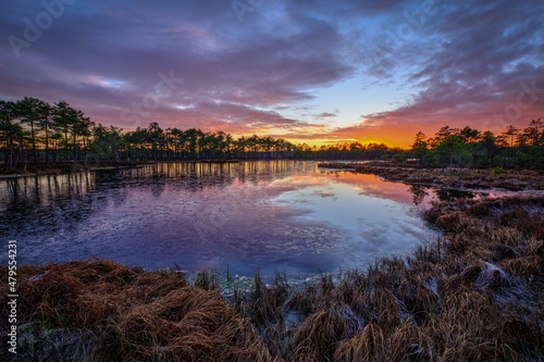 frozen swamp lake in autumn sunset  colorful sky covered with ice and grass in foreground and pine trees